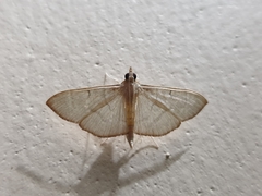 Poliobotys ablactalis