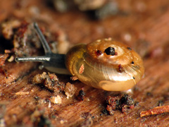 Glyphyalinia indentata paucilirata