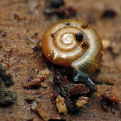 Glyphyalinia indentata paucilirata