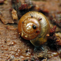 Glyphyalinia indentata paucilirata