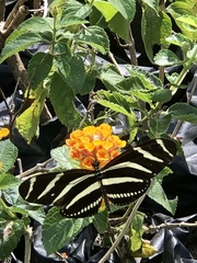 Heliconius charithonia