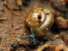 Glyphyalinia indentata paucilirata