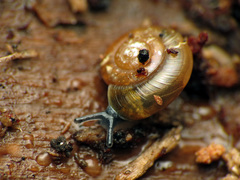 Glyphyalinia indentata paucilirata