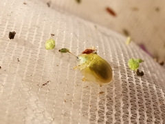 Cassida hemisphaerica