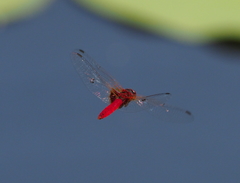 Aethriamanta circumsignata