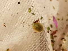 Cassida hemisphaerica