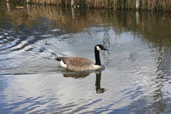 Branta canadensis