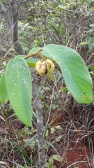 Annona