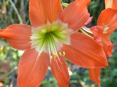 Hippeastrum reginae