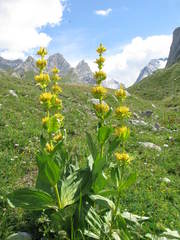 Gentiana lutea lutea