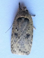 Agonopterix clemensella