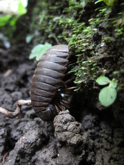 Sphaerobelum cattiense