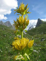 Gentiana lutea lutea
