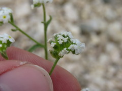 Cryptantha utahensis