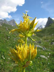 Gentiana lutea lutea