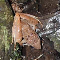Limnonectes microdiscus