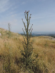 Onopordum illyricum illyricum