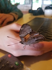 Historis acheronta