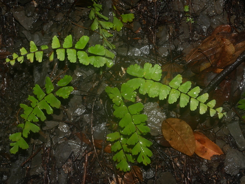 Adiantum meishanianum