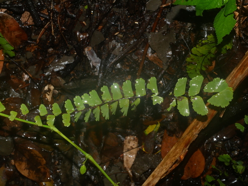 Adiantum × meishanianum, photograph 1