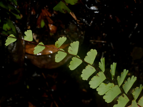 Adiantum × meishanianum, photograph 2