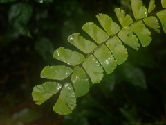 Adiantum × meishanianum, photograph (c) Jacy Chen, some rights reserved (CC BY)