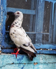 Columba livia domestica