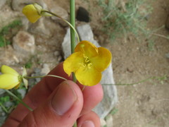 Cryptantha utahensis
