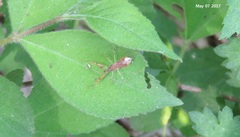 Gorpis brevilineatus
