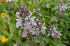 Stachys bolusii
