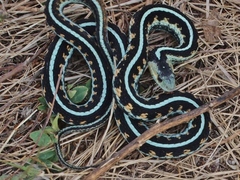 Thamnophis sirtalis concinnus
