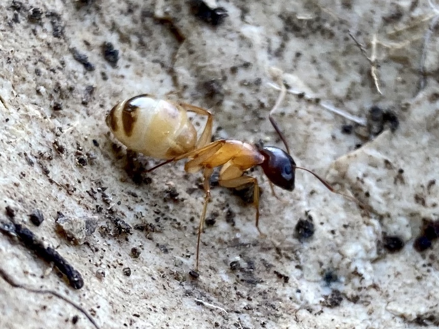 Camponotus sanctus