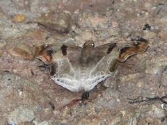 Odontoptilum angulata angulata