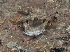 Odontoptilum angulata angulata