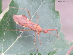 Epidaus tuberosus