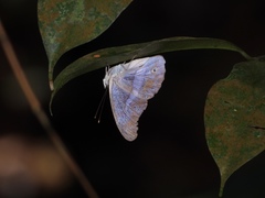 Eulaceura osteria
