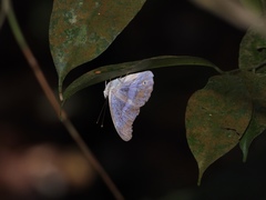 Eulaceura osteria
