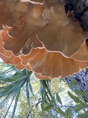 Laetiporus