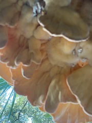 Laetiporus