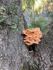 Laetiporus