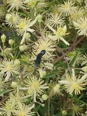 Stangeella cyaniventris