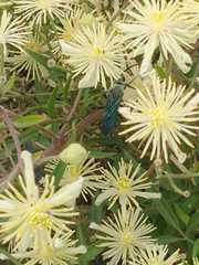 Stangeella cyaniventris