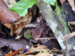 Rhinella castaneotica