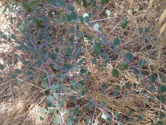 Capparis zoharyi