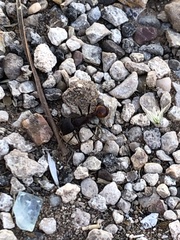 Pogonomyrmex rugosus