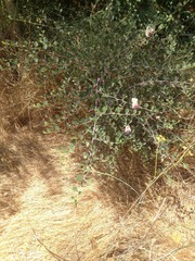 Capparis zoharyi