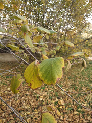 Corylus maxima