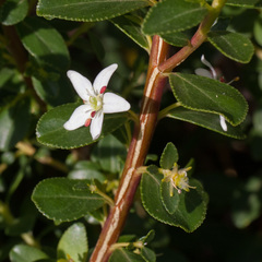 Agathosma crenulata
