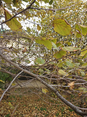 Corylus maxima