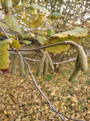 Corylus maxima